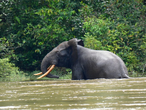 Forest Elephant
