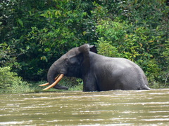 Loxodonta cyclotis
