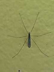 Tipulomorpha