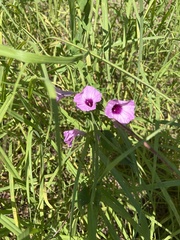 Ipomoea sagittata
