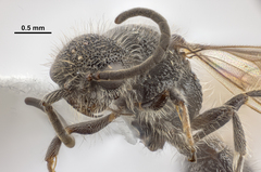 Pseudomethoca frigida