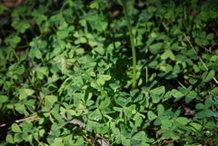 Oxalis pes-caprae image