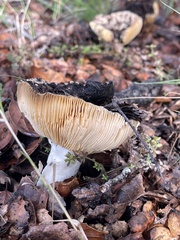 Lactarius alnicola