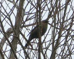 Euphagus