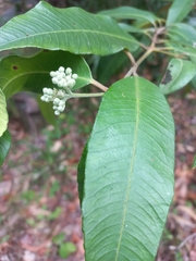 Backhousia citriodora