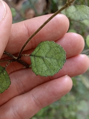 Rhabdothamnus solandri