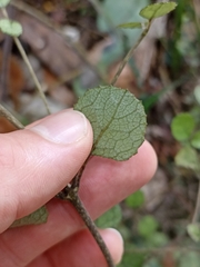 Rhabdothamnus solandri