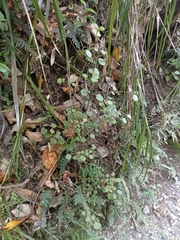 Rhabdothamnus solandri