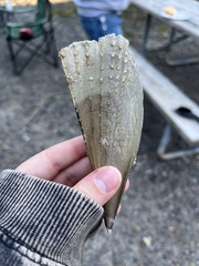 Pinnidae