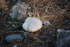 Battarrea phalloides