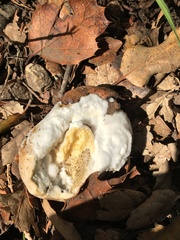 Hypomyces chrysospermus