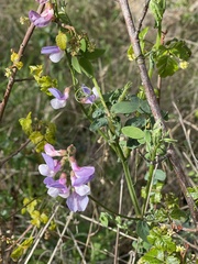 Lathyrus vestitus