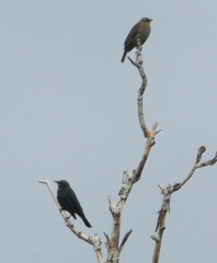 Euphagus