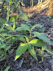 Psychotria tenuifolia