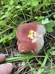 Xerocomellus dryophilus