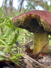 Xerocomellus dryophilus