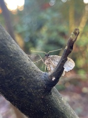 Operophtera