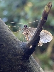 Operophtera