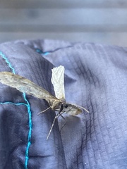 Operophtera