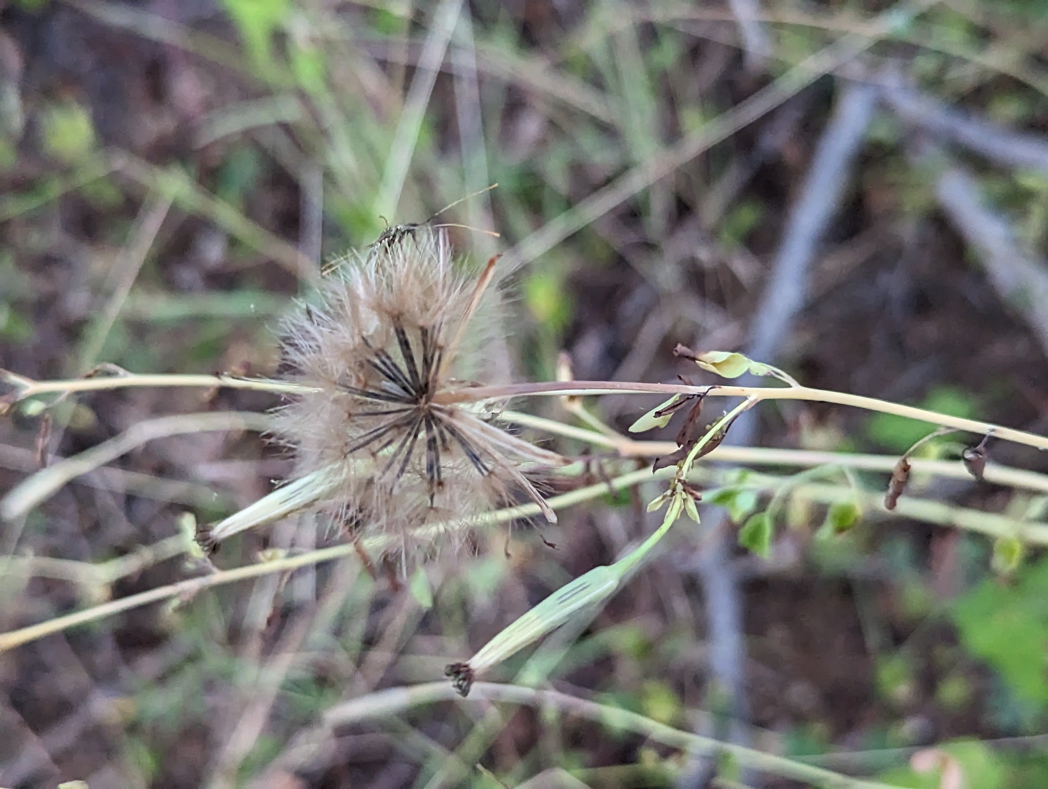 Porophyllum leiocarpum