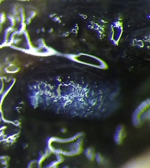 Badhamia capsulifera