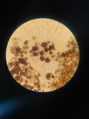 Badhamia capsulifera