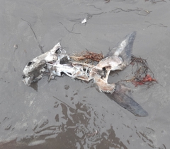 Callorhinchus callorynchus