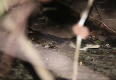Caiman crocodilus