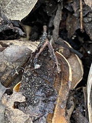 Entomobrya unostrigata