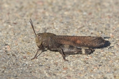 Arphia xanthoptera