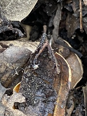 Entomobrya unostrigata