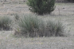 Yucca glauca