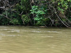 Mecistops leptorhynchus