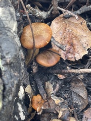 Omphalotus olivascens