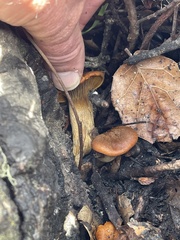 Omphalotus olivascens