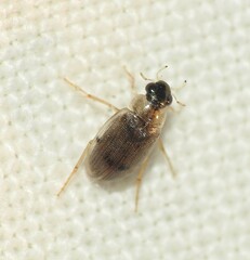 Berosus