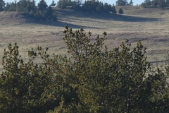 Pinus flexilis
