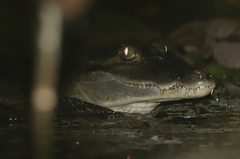 Caiman crocodilus