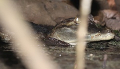 Caiman crocodilus