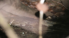 Caiman crocodilus