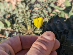 Eschscholzia minutiflora