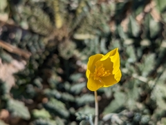 Eschscholzia minutiflora