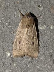 Leucania joannisi