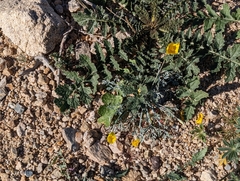 Eschscholzia minutiflora
