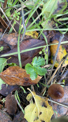 Sanicula crassicaulis