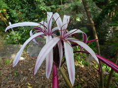 Crinum × amabile