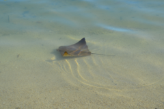 Rhinoptera steindachneri