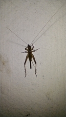 Trigonidiidae