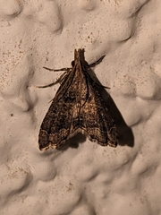 Diplopseustis perieresalis