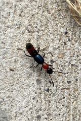 Paederus cruenticollis